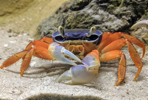 tipos de caranguejos